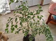 Grajewo ogłoszenia: Powitać sprzedam kwiaty
Zapraszam
- tel. 794 120 435
Cena od 8... - zdjęcie