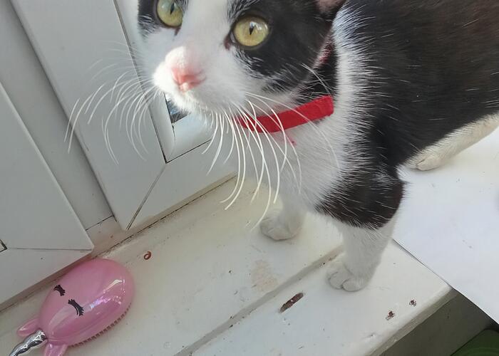 Grajewo ogłoszenia: Oddam kotkę (wysterylizowana) w dobre ręce, powodem jest alergia...