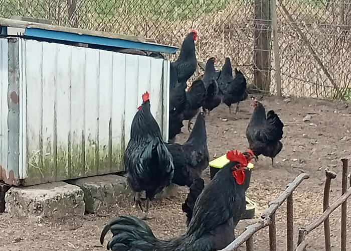 Grajewo ogłoszenia: Sprzedam jaja do lęgu kur odmiana Australorp